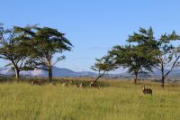 VoicesForAfrica_42-min